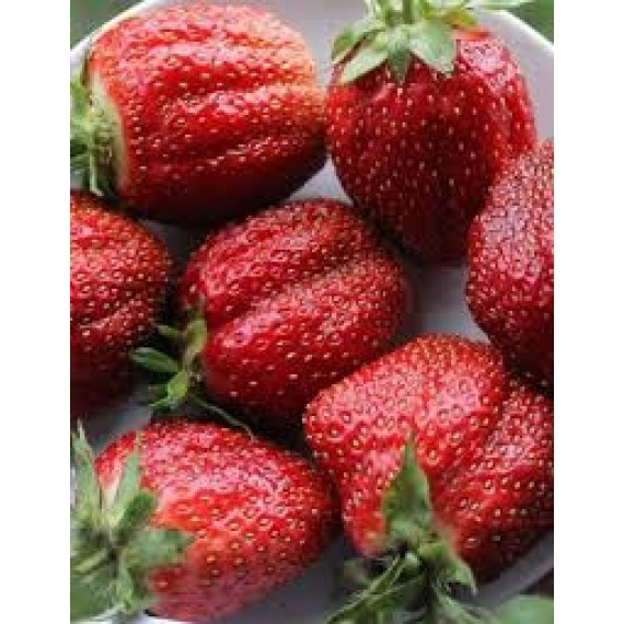 Продам полуницю Сквира - зображення 5