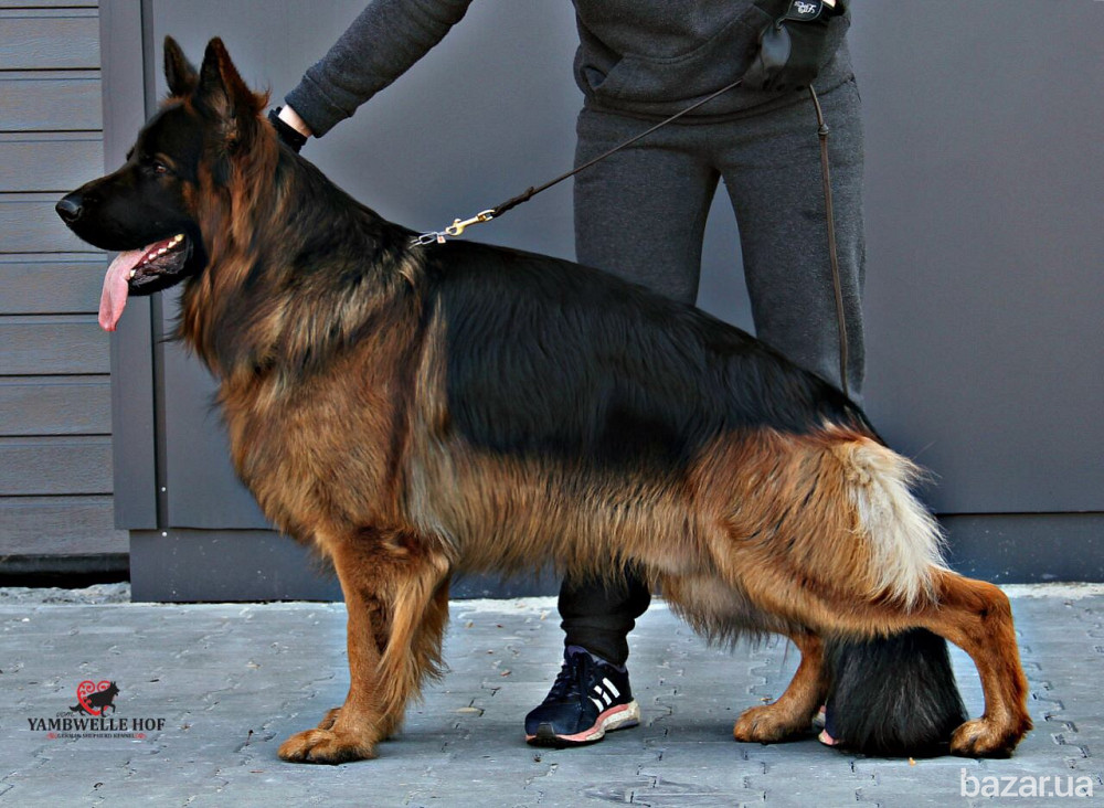 Елітні цуценята німецької вівчарки довгошерстної. Київ - зображення 3