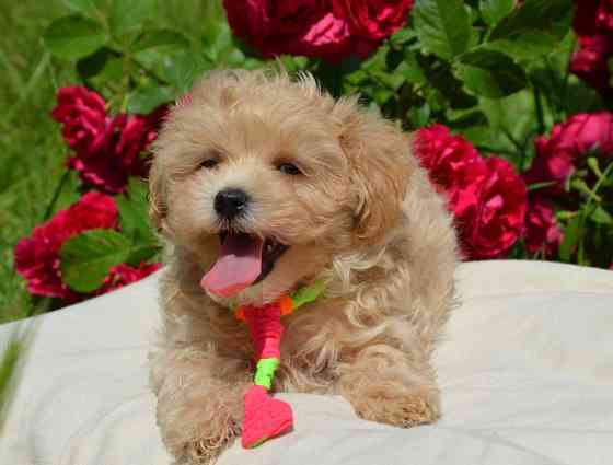 #МальтіпуF1#MaltipooF1#цуценята2міс#puppies 2 months Ukraine, Kyiv. Worldwide delivery Киев