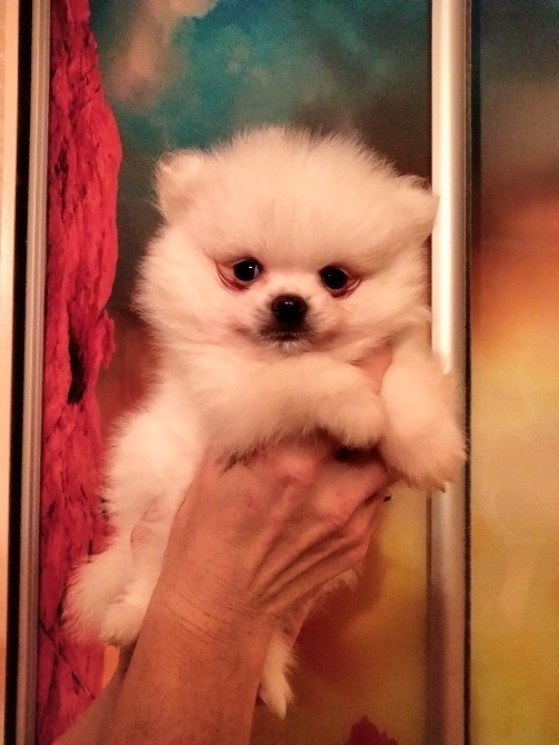 Шпиц померанский мини Кам'янець-Подільський - зображення 3