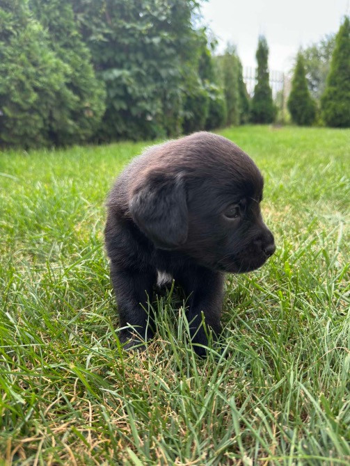 Метис Цуценята лабрадора Хмельницький - зображення 5
