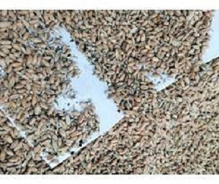 Закуповуємо зерновідходи зернових, олійних та бобових культур Днепр - изображение 1