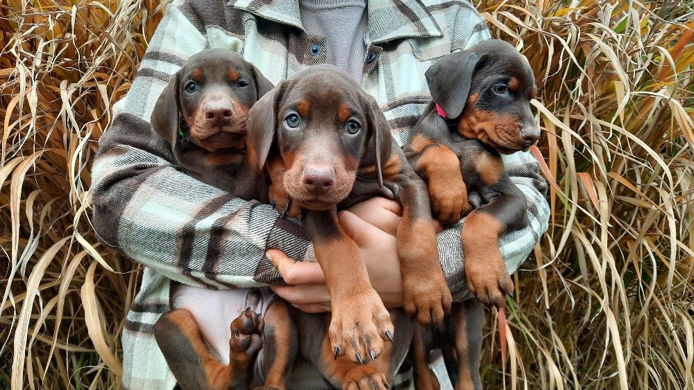 Добермани від розплідника Харків - зображення 4