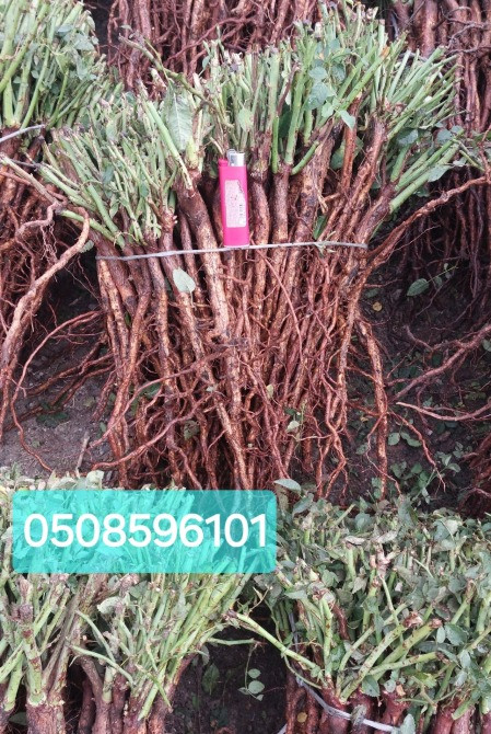 Продам сіянці шипшини/подвой шиповника Барвінкове - зображення 2