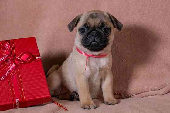 Цуценята Мопса для дому, виставок та розведення! Ціни різні Київ