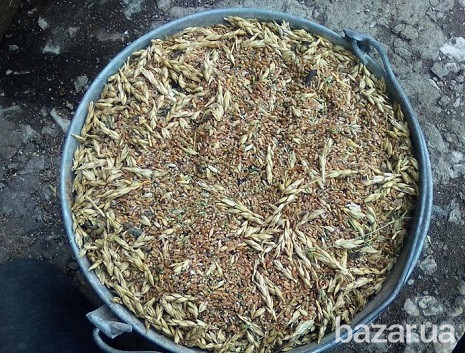 Зерноотход куплю. Закупаю зерновые, масличные, бобовые отходы! Чернигов - изображение 1