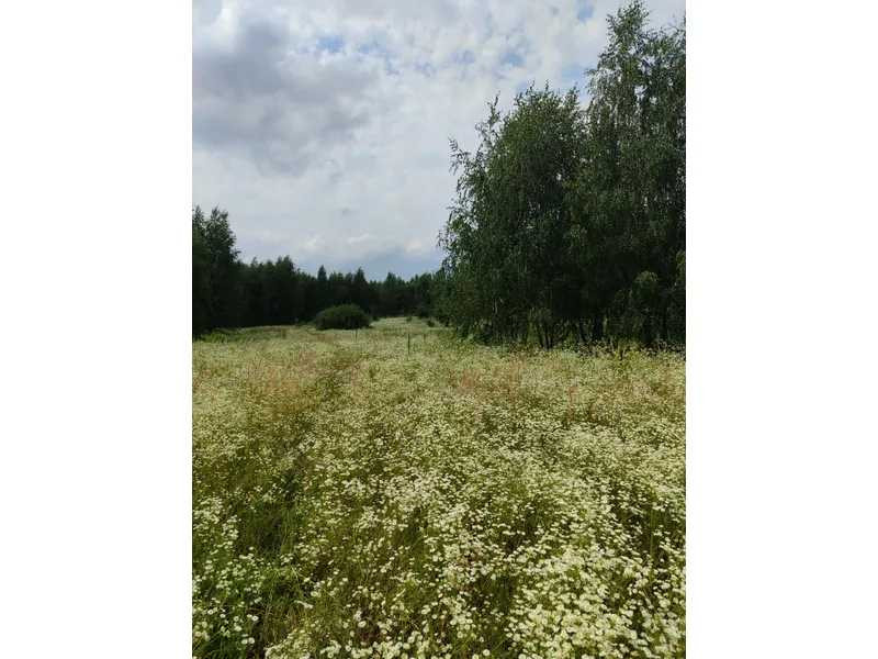 продажа земля сельскохозяйственного назначения Бородянский, Лубянка, 9370015 грн.  - зображення 12