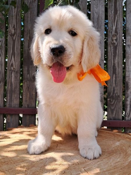 Золотистого ретрівера цуценята Ot Bahur Львов - изображение 2