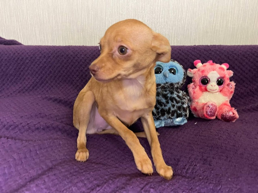 Чудові песики той-тер'єр 😍 Житомир - изображение 5