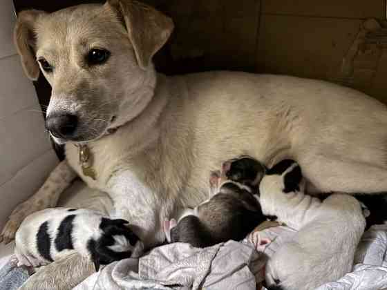 щенки в добрые руки Кривий Ріг