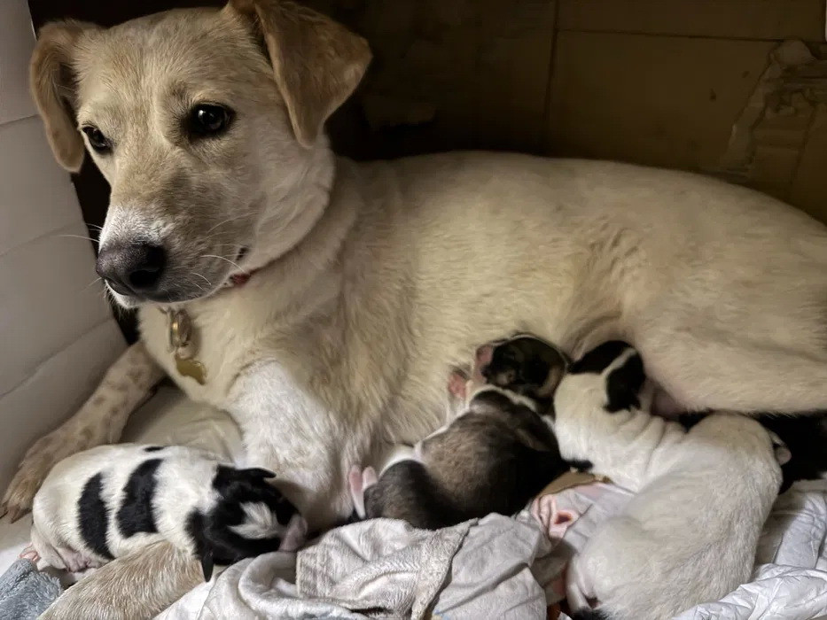 щенки в добрые руки Кривой Рог - изображение 5