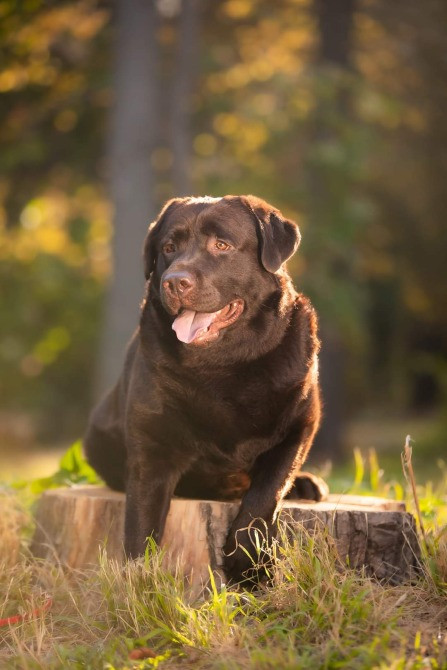 Вязка лабрадор ретрівер Київ - зображення 3