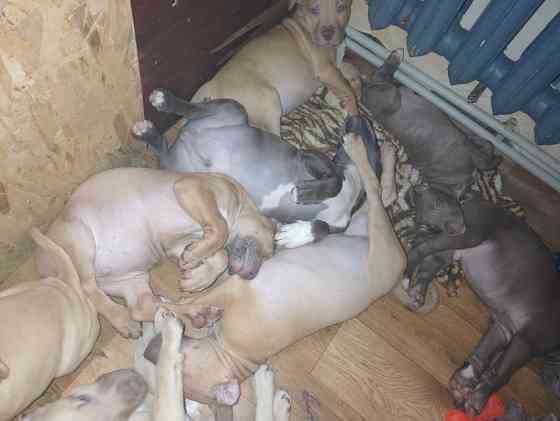 Щенки стафорд Запоріжжя