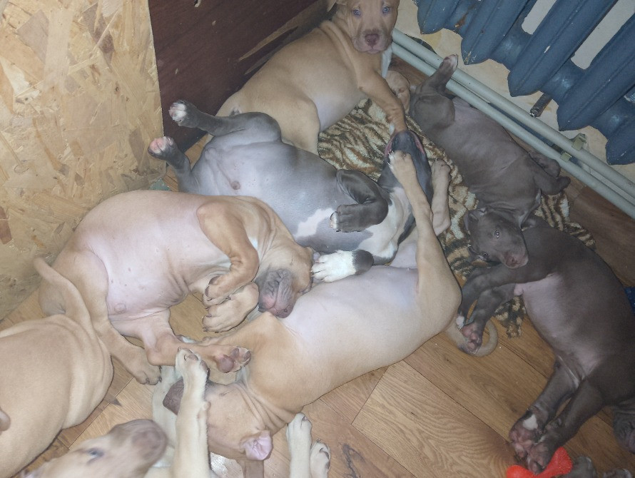 Щенки стафорд Запоріжжя - зображення 2