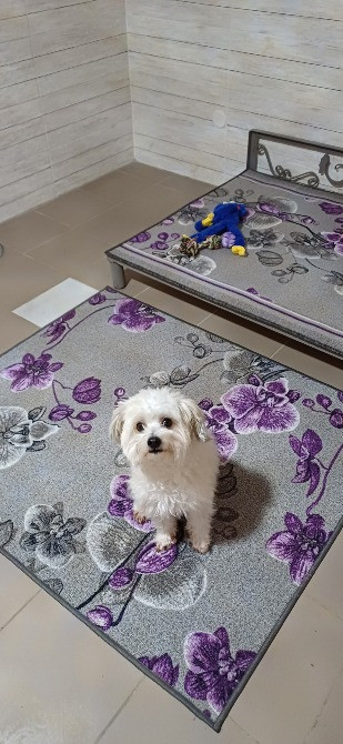 Готель ПЕС для собак та котів в Києві Киев - изображение 6