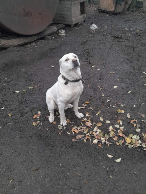 Продам цуценята. Алабай Кропивницький - зображення 2