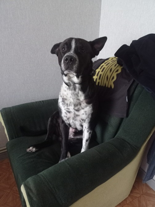 Віддам в добрі руки Кропивницкий - изображение 2