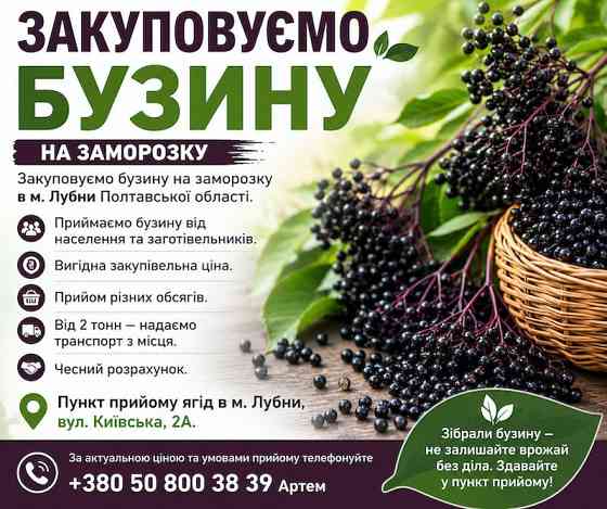 Куплю бузину на заморозку Чернігів