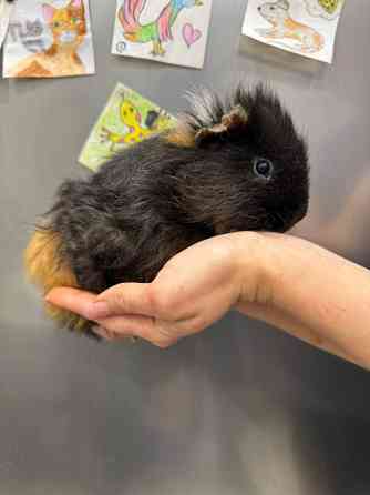 Малюки морські свинки Київ