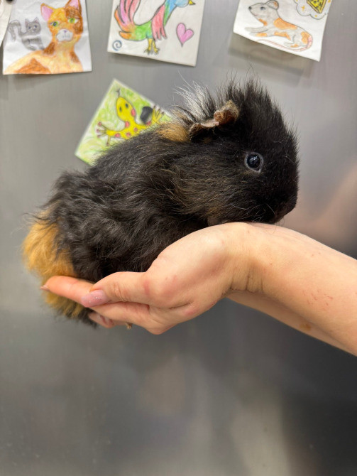 Малюки морські свинки Київ - зображення 5