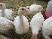 Продам подрощеных индюшат Биг 6 Зміїв - зображення 1