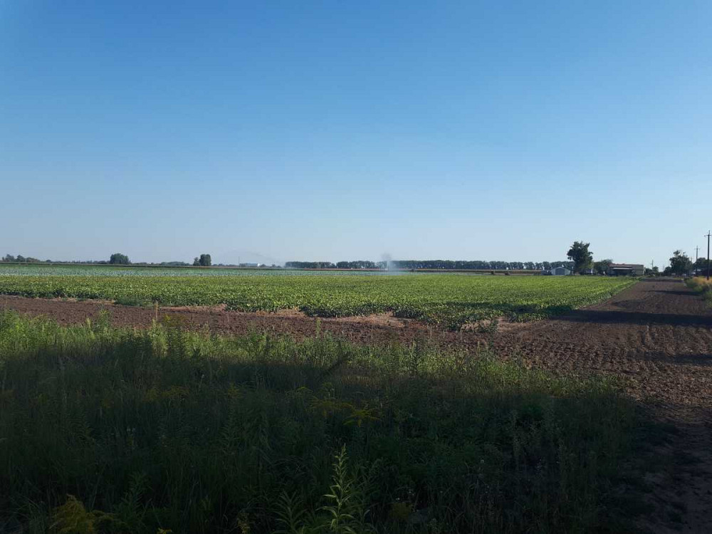 продажа земля сельскохозяйственного назначения Бориспольский, Сеньковка, 1302000 грн.  - изображение 1