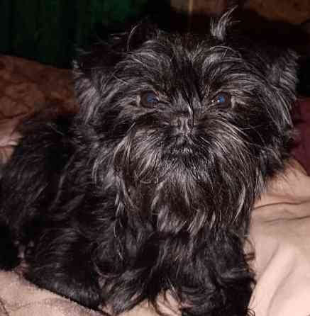 Аффенпинчер мальчик. Питомник предлагает к продаже. Дніпро