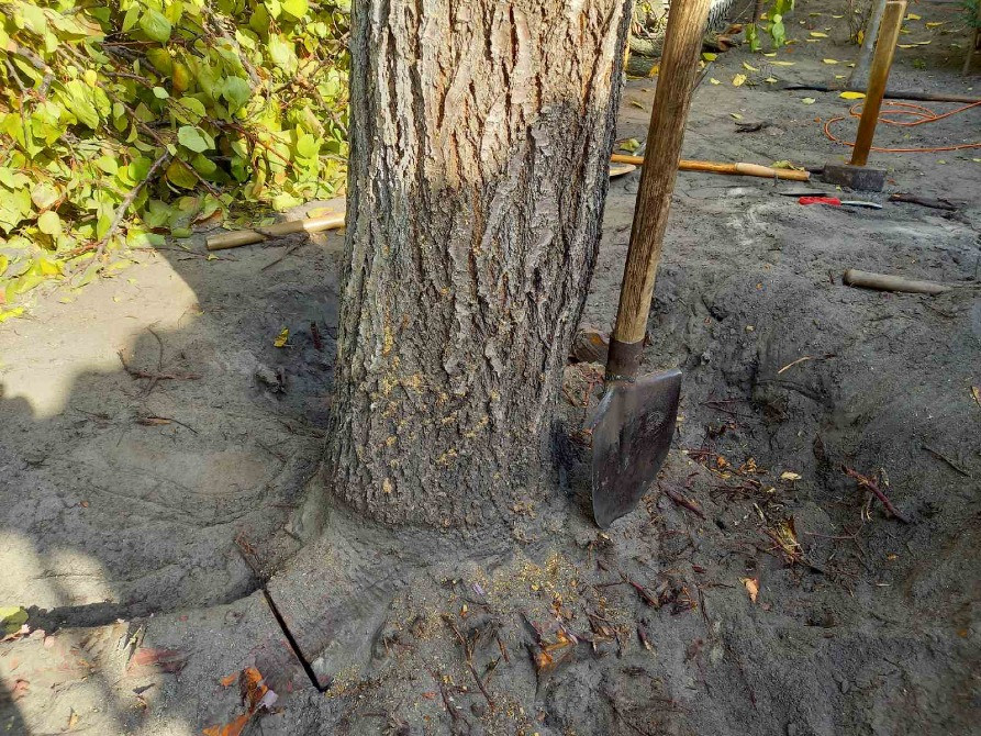 Видалення дерев,кущів,порізка дров,корчування пеньків. Київ - зображення 6