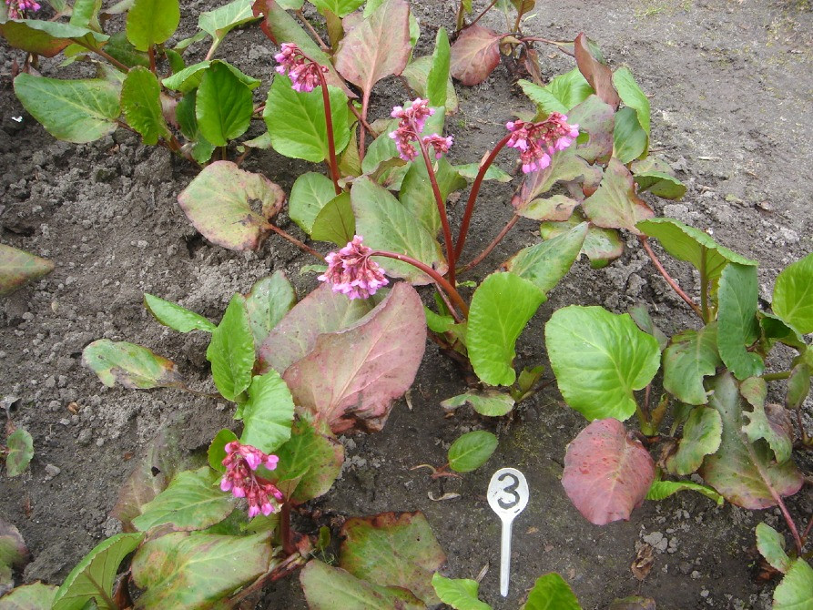 продам бадан Киев - изображение 2