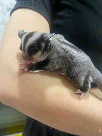 Карликова сумчаста летяга, або цукровий поссум Киев