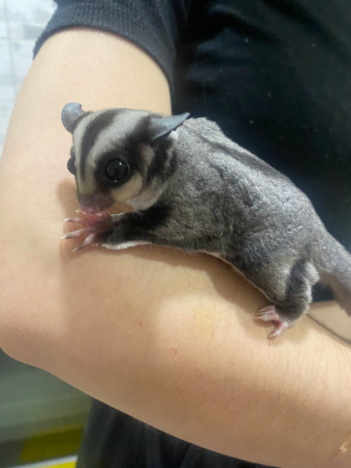 Карликова сумчаста летяга, або цукровий поссум Киев - изображение 2