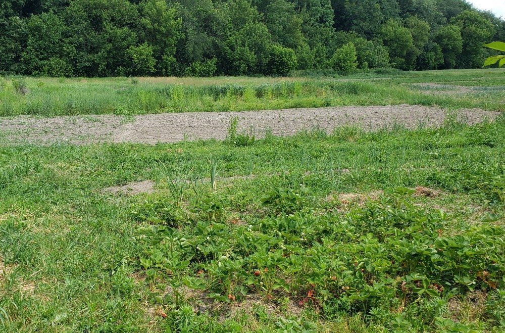 терміново дім дача участок ділянка 25 земля Бровари - зображення 8