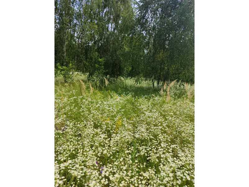 продажа земля сельскохозяйственного назначения Бородянский, Лубянка, 9370015 грн.  - зображення 7