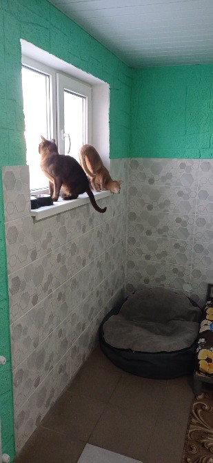 Готель ПЕС для собак та котів в Києві Киев - изображение 9