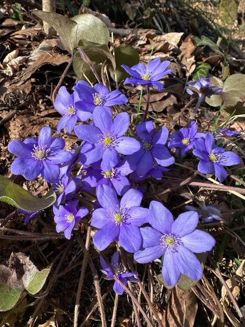 Печіночниця Львів - зображення 4