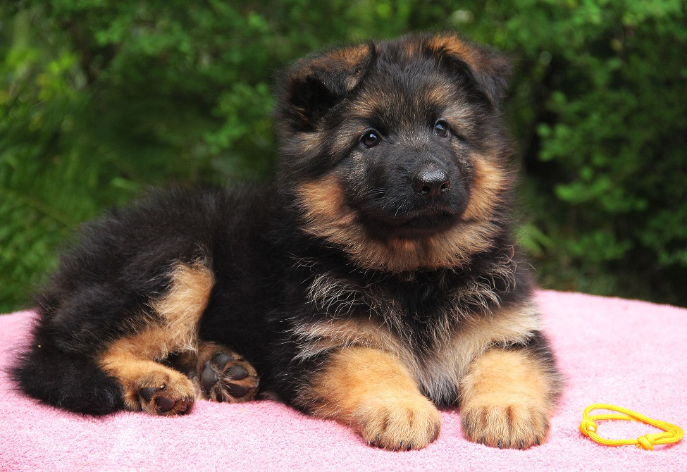 Елітні цуценята німецької вівчарки довгошерстної. Київ - зображення 5
