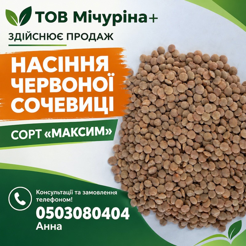 Насіння червоної сочевиці сорту «Максим» для посіву Одеса - зображення 1