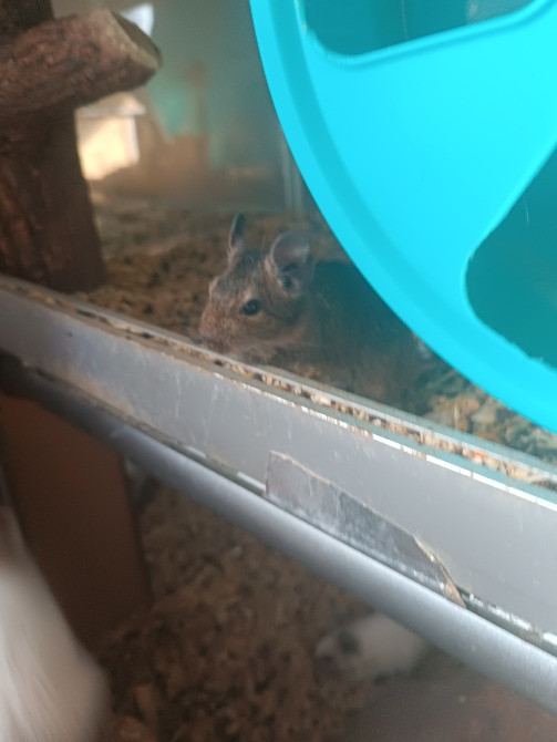 Белки дегу Одеса - зображення 1