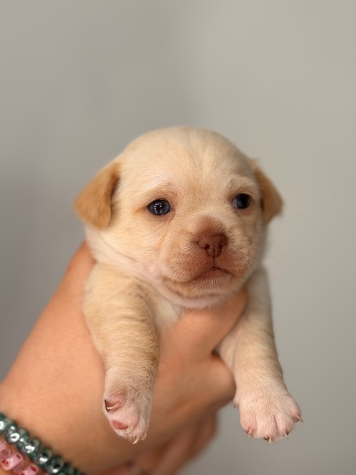 Чихуахуа Каменец-Подольский - изображение 2