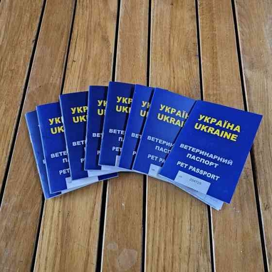 Вівчарки! Ужгород