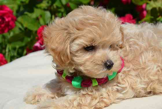 #МальтіпуF1#MaltipooF1#цуценята2міс#puppies 2 months Київ