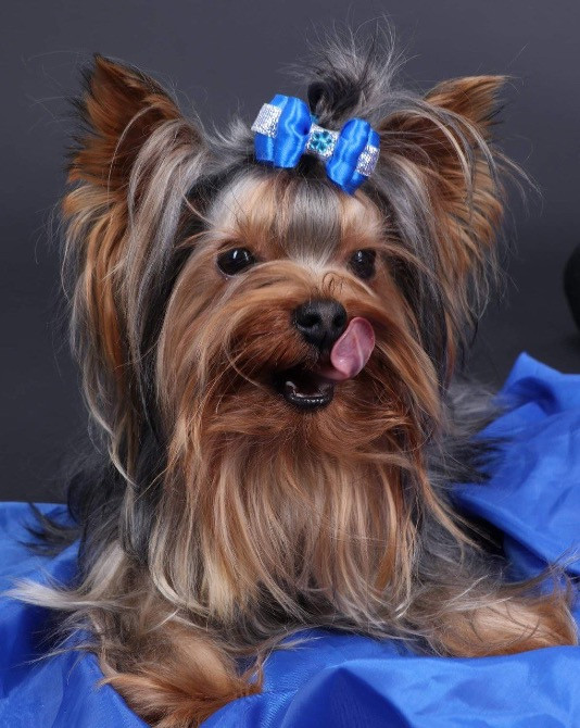 Цуценята міні йорки Житомир - изображение 6