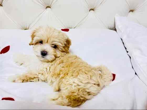 Цуцики Мальтіпу шукають сімʼю Львов