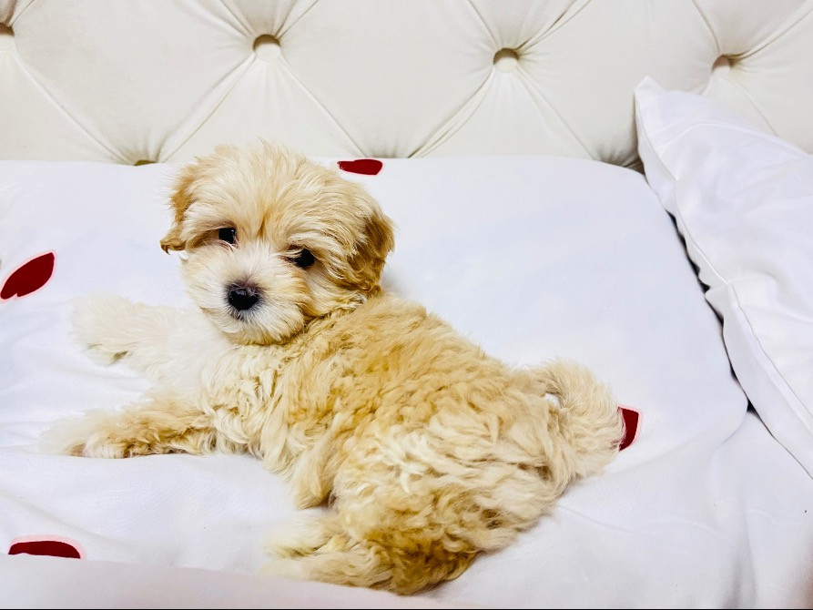 Цуцики Мальтіпу шукають сімʼю Львов - изображение 6