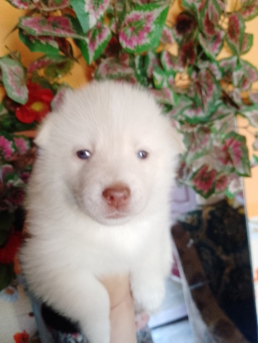 Цуценятка Помскі F1 Львов - изображение 7