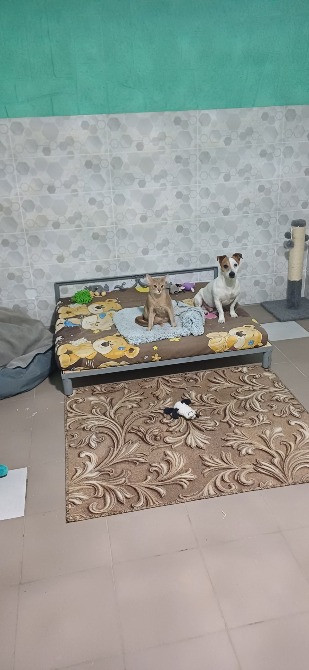 Готель ПЕС для собак - перетримка тварин в Києві, зооготель Киев - изображение 7