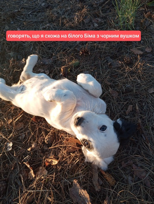 Цуценята спаніеля мисливського Хмельницький - зображення 12