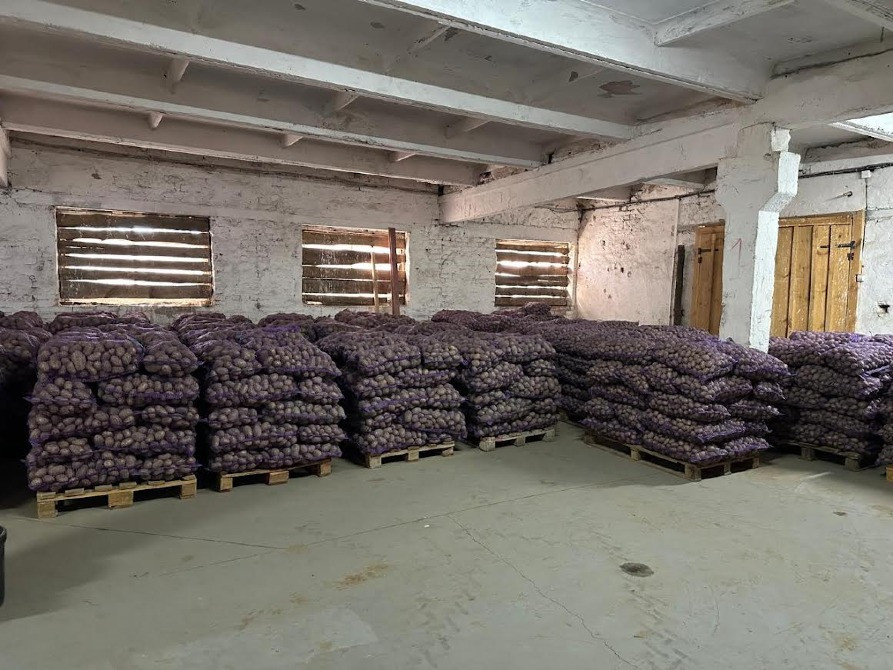 Товарна картопля Житомир - изображение 4