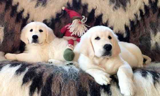 Цуценята золотистого ретрівера Ot Bahur Київ