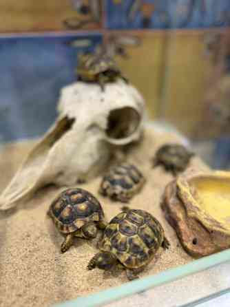 Середньоазіатська сухопутна черепаха Київ